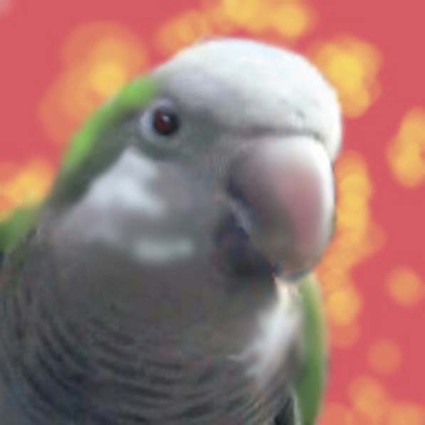 Shake, the Quaker Parrot