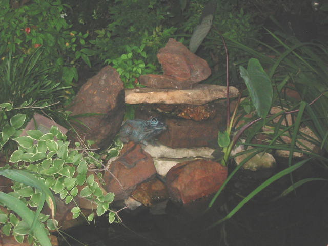 pond3.jpg