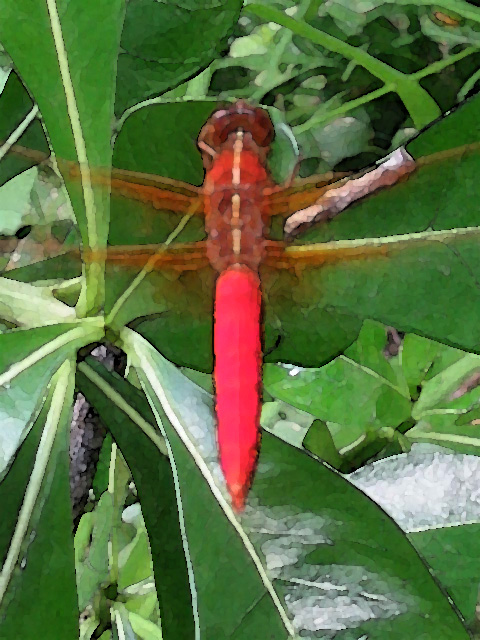 reddragonflywatercolor.jpg